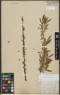 Foto von Salix triandra L. x Salix viminalis L.